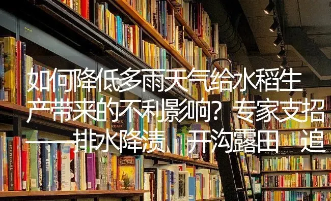 如何降低多雨天气给水稻生产带来的不利影响？专家支招——排水降渍 开沟露田 追氮补钾 | 粮油作物种植