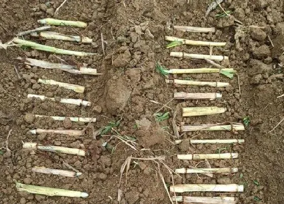 绿植|沙土适合种什么植物