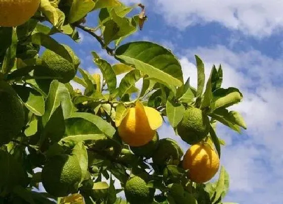 冬天植物|柠檬树耐冻吗