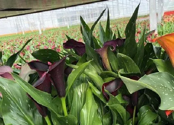 种植土壤|马蹄莲可以地栽吗