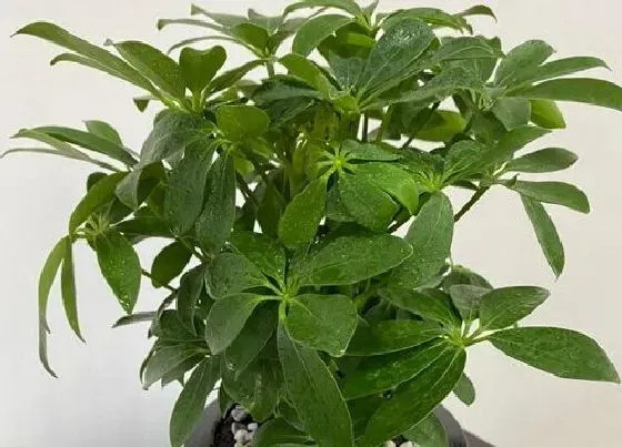 掉叶子|鸭掌木叶子一碰就掉怎么处理 叶子枯萎掉落的原因