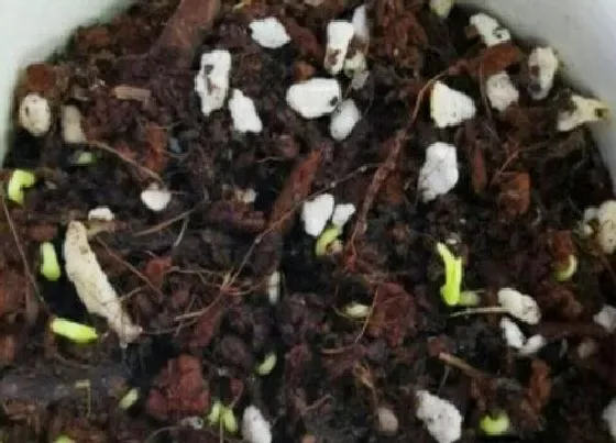 植物播种|麦仙翁什么时候播种最好