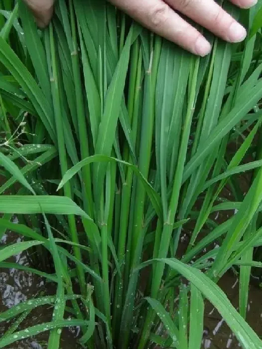 植物病害|水稻穗颈瘟的防治方法（水稻穗颈瘟喷什么药预防最好）