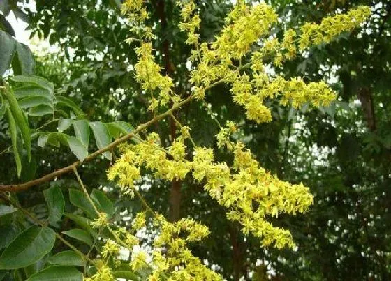 植物百科|栾树开花吗 开花什么样子