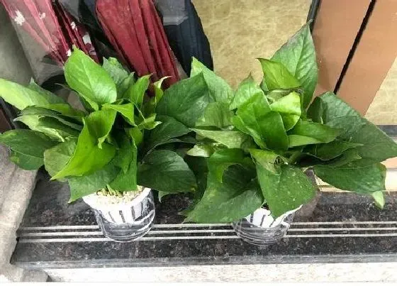 冬天植物|绿萝耐寒耐冻吗 耐低温是多少度
