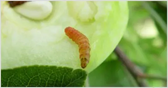 蛀食苹果和梨的食心虫要怎么防治？ | 种植病虫害