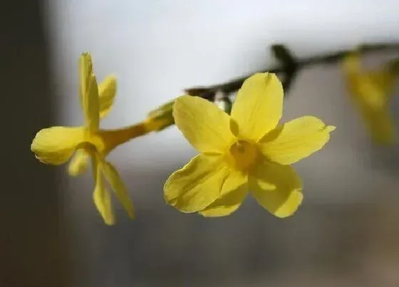 花朵|迎春花有几个花瓣组成 迎春花的花朵像什么