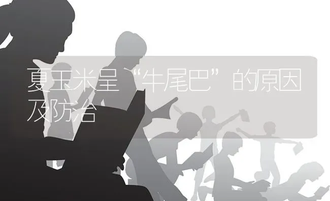 夏玉米呈“牛尾巴”的原因及防治 | 粮油作物种植
