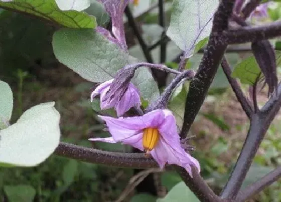 不开花|茄子不开花是什么原因