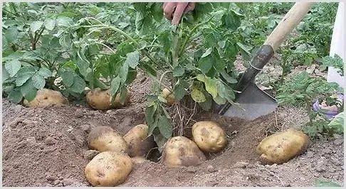 土豆如何预防早疫病？应该做些什么 | 种植技术