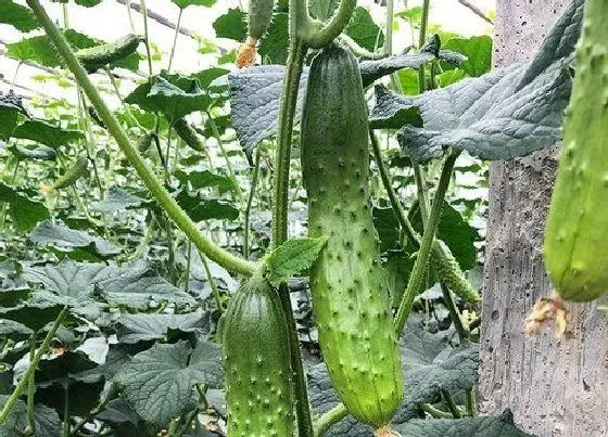 植物施肥|黄瓜施什么肥最好