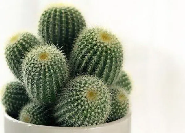 植物移栽|仙人球什么时候移栽比较好