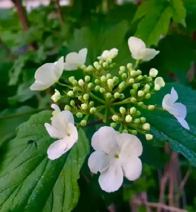 植物百科|琼花和木绣球的区别图片（琼花和木绣球一样吗）