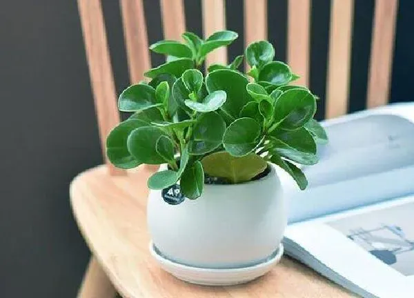 养殖科普|豆瓣绿好养活吗
