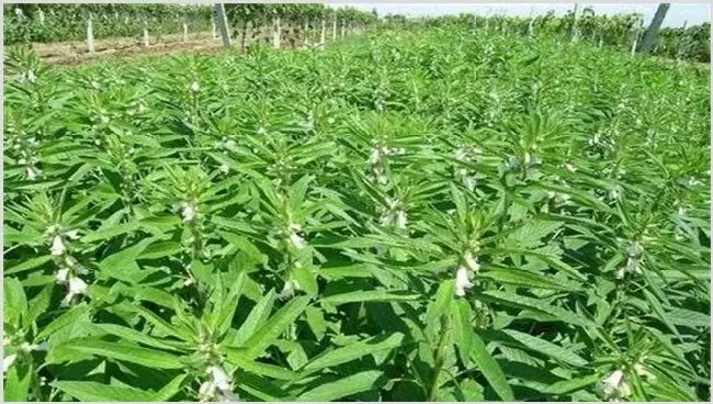 白芝麻的种植技术要点 | 耕种资料
