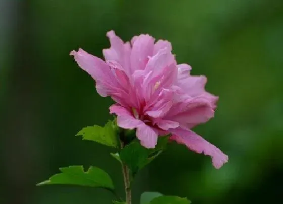 风水百科|家里种木槿花树吉利吗 适合栽在家门口
