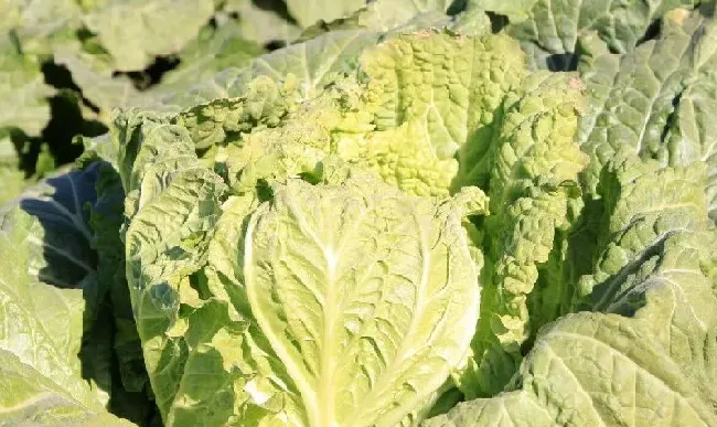 植物施肥|大白菜怎样施肥要点与技术，掌握这几个施肥技巧是关键）