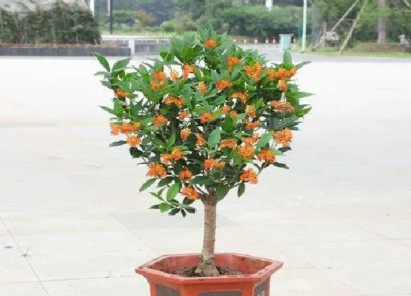 盆景|室内盆栽桂花树好养吗 家养桂花树怎么养才长得好