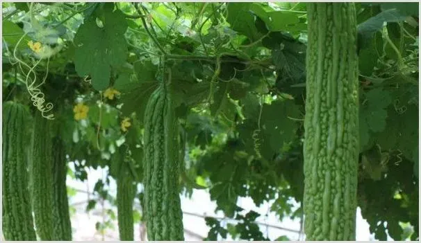 苦瓜种子怎么催芽育苗 | 种植技术