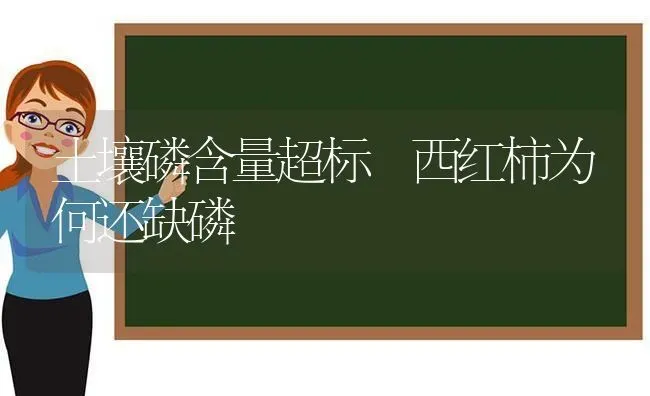 土壤磷含量超标 西红柿为何还缺磷 | 蔬菜种植