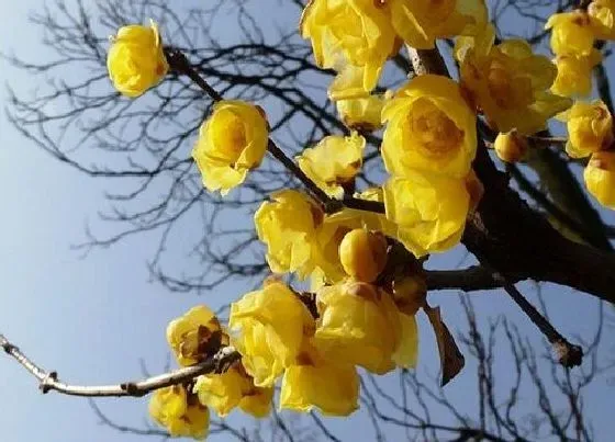 开花时间|腊梅什么时候开花 在冬春季节开花