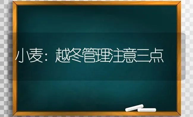 小麦：越冬管理注意三点 | 粮油作物种植