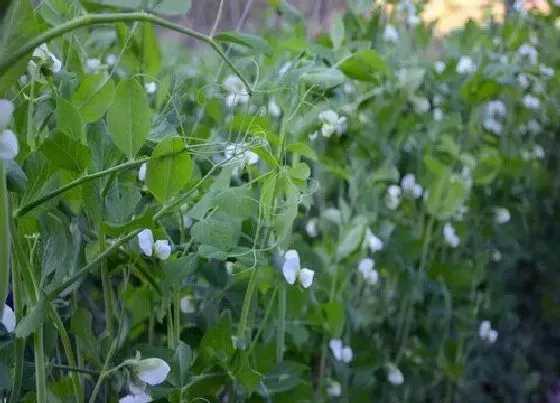 种植管理|甜豆种植时间与生长周期