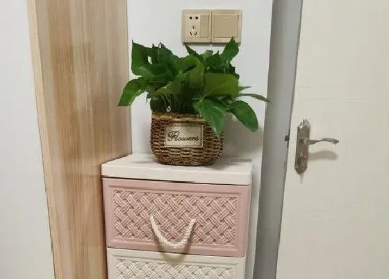 冬天植物|绿萝耐寒耐冻吗 耐低温是多少度
