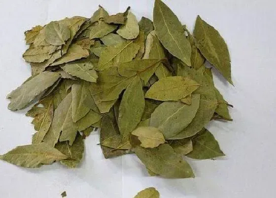 植物百科|泻叶是什么植物的叶子