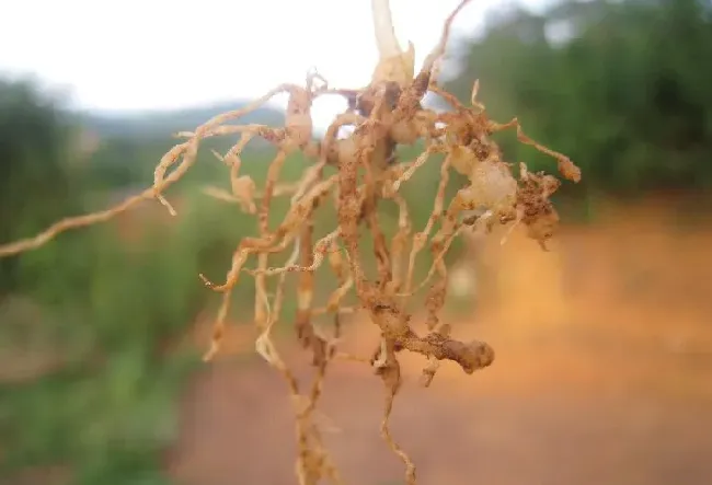 植物虫害|根结线虫用什么治简单彻底（防治根结线虫的方法有哪些）