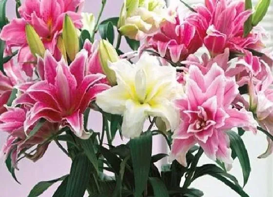 送花|结婚送花送什么花合适（朋友婚礼当天应该送什么花）
