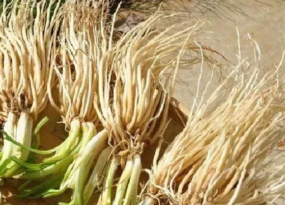 种植管理|韭菜根什么时候栽最好 几月份栽合适