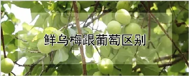 鲜乌梅跟葡萄区别 | 耕种资料