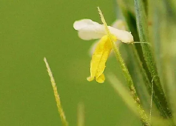 植物百科|小麦开花吗 开花多长时间