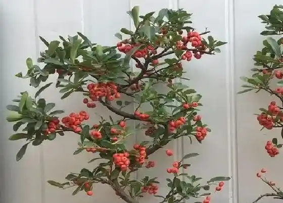 植物百科|火棘是什么植物