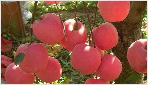 苹果树施肥过浅造成的六大危害 | 养殖技术