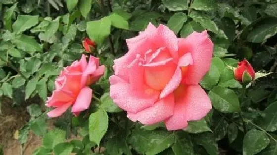 开花时间|月季花什么季节开花 开花月份