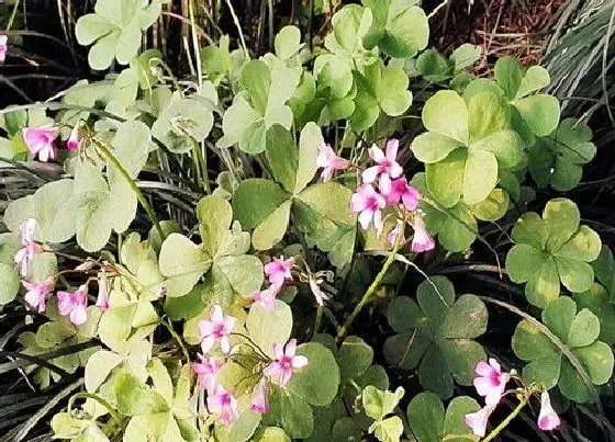 植物百科|草头又叫什么名字