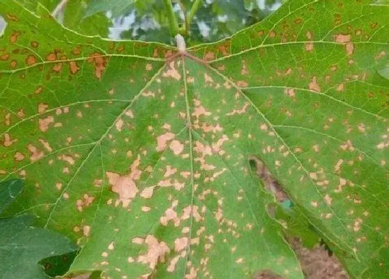 植物病害|葡萄花叶病症状及防治方法