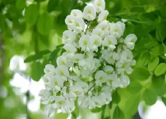 植物百科|槐树开花吗 开花什么样子