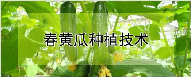 春黄瓜种植技术 | 耕种资料