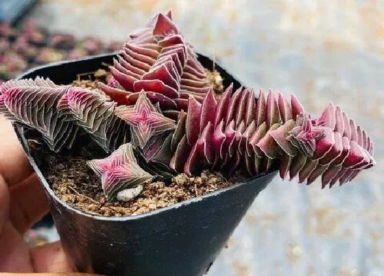 植物修剪|茜之塔徒长了怎么办