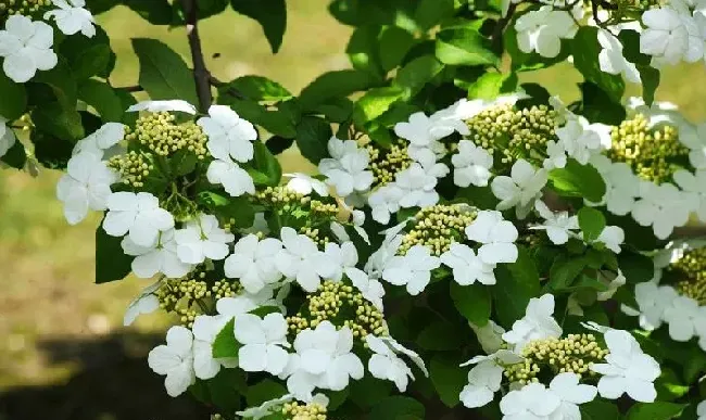 植物百科|琼花和木绣球的区别图片（琼花和木绣球一样吗）