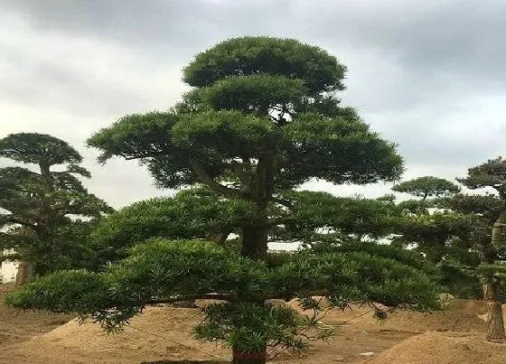 种植管理|罗汉松耐旱吗