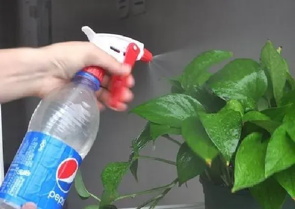 植物浇水|凉开水可以浇花吗 适合浇什么花
