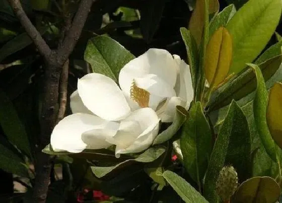 开花时间|橡皮树什么时候开花 开花什么样子