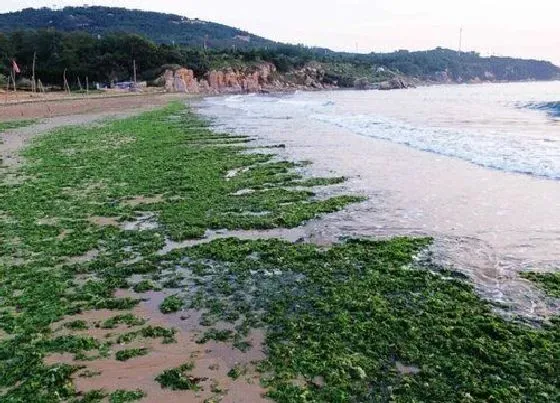 植物百科|石莼是什么植物类别