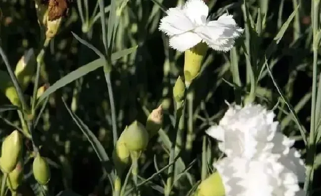 花语|白康乃馨的花语是什么意思（白色康乃馨象征的含义）