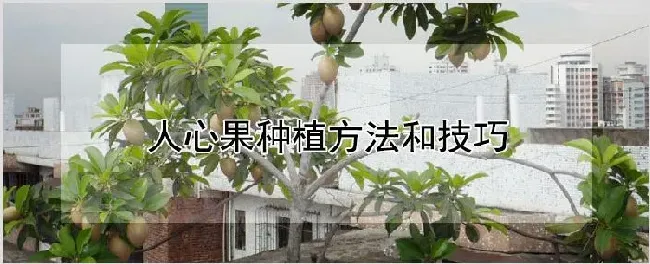 人心果种植方法和技巧 | 养殖技术