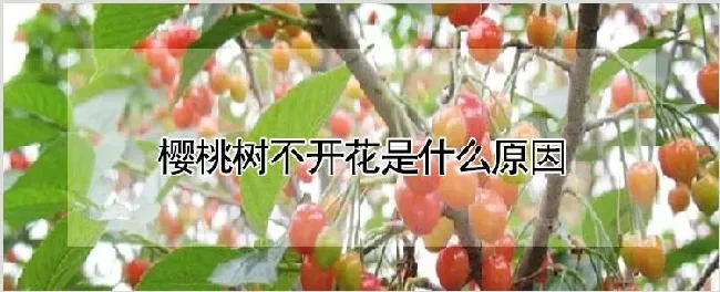 樱桃树不开花是什么原因 | 自然知识